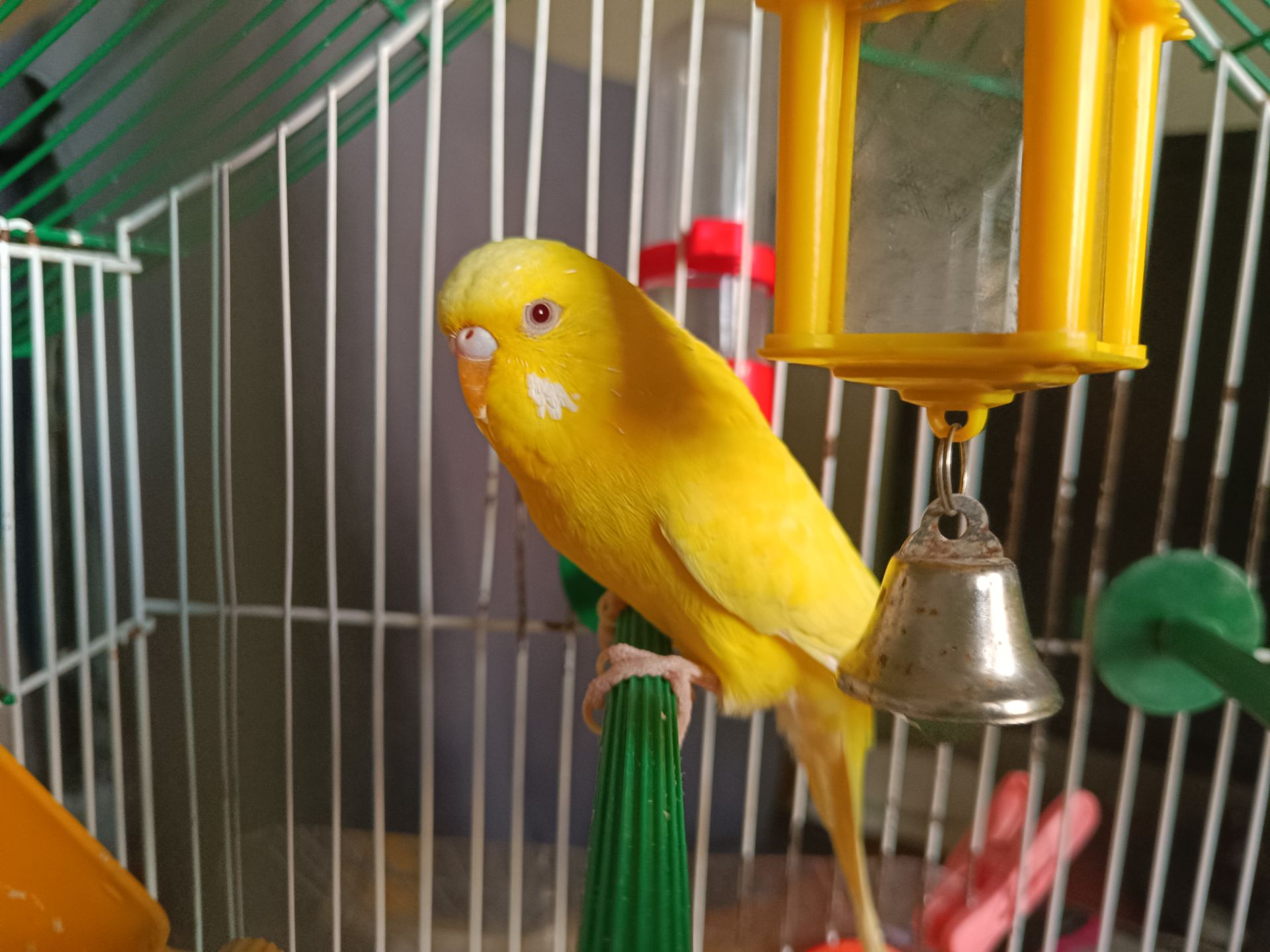 Продам желтого волнистика