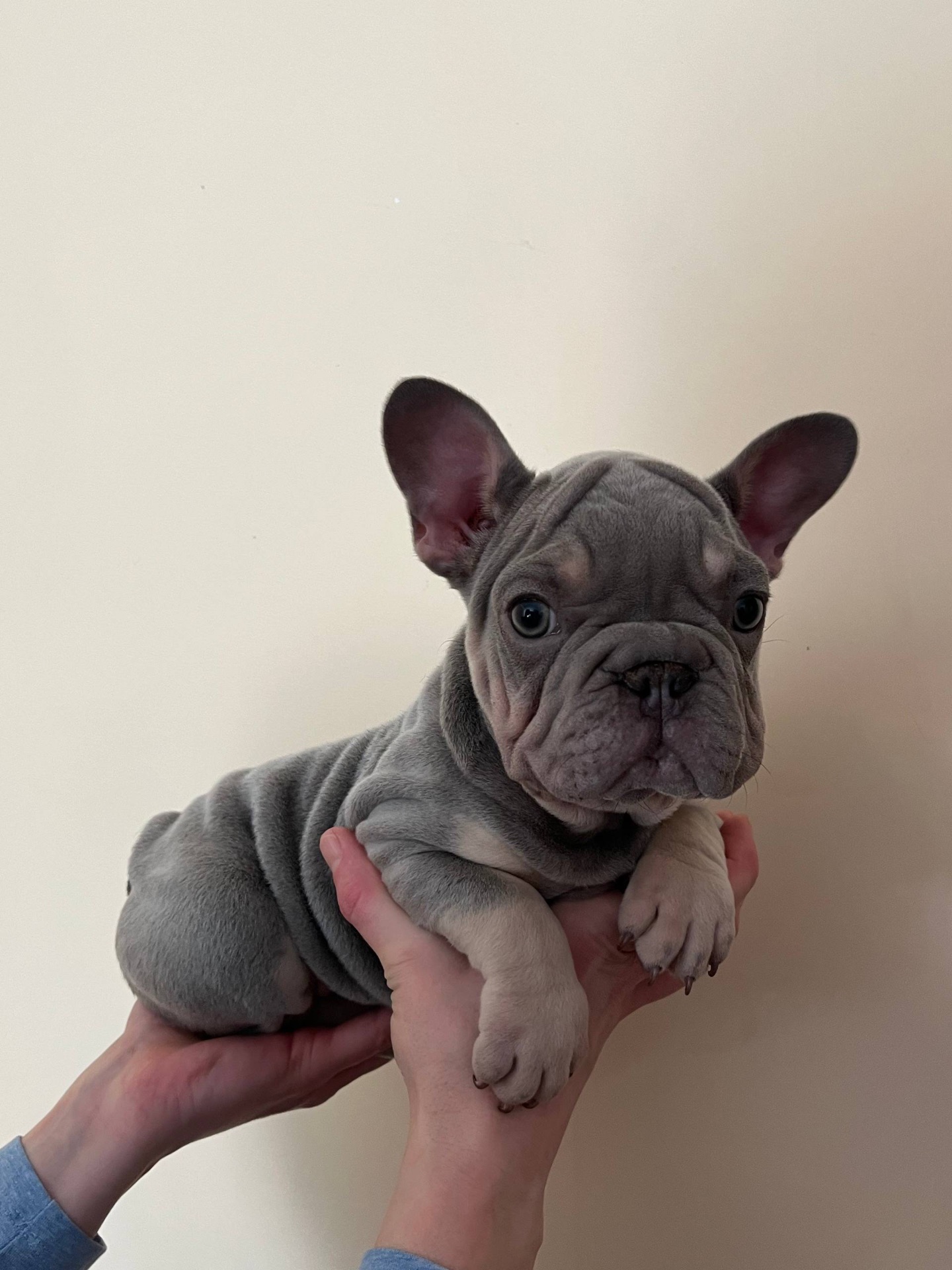 Французький бульдог