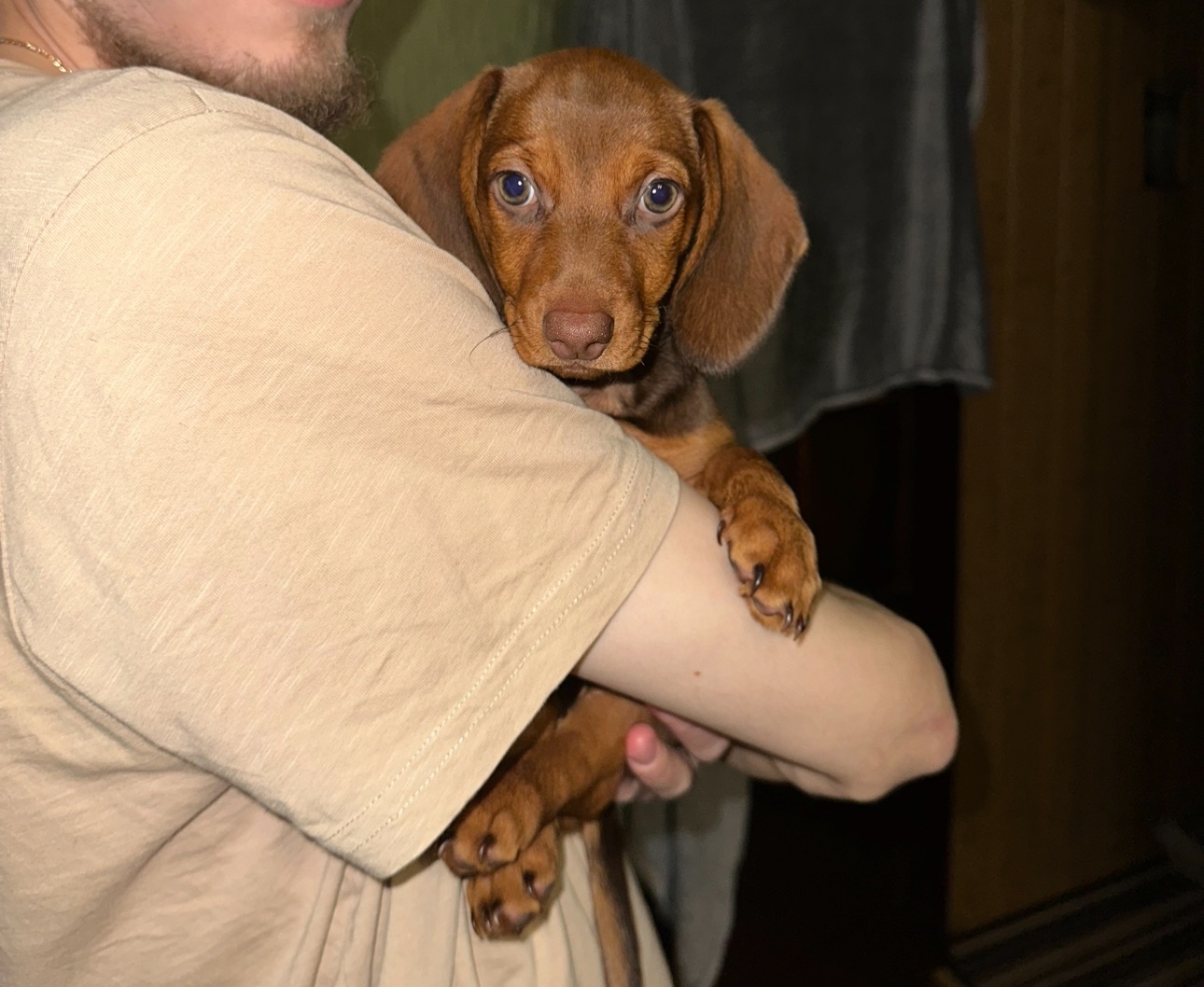 Дівчинка такса