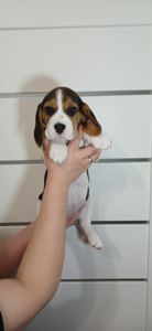 Цуценята породи Бігль