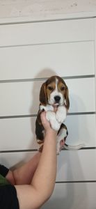 Цуценята породи Бігль