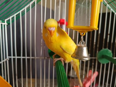 Продам желтого волнистика