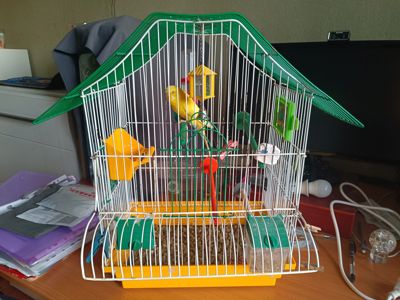 Продам желтого волнистика