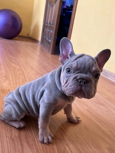 Французький бульдог