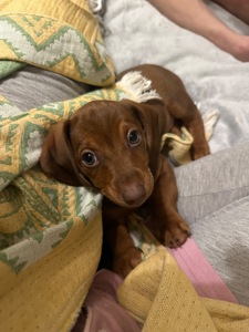 Дівчинка такса