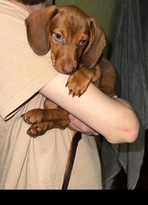 Дівчинка такса