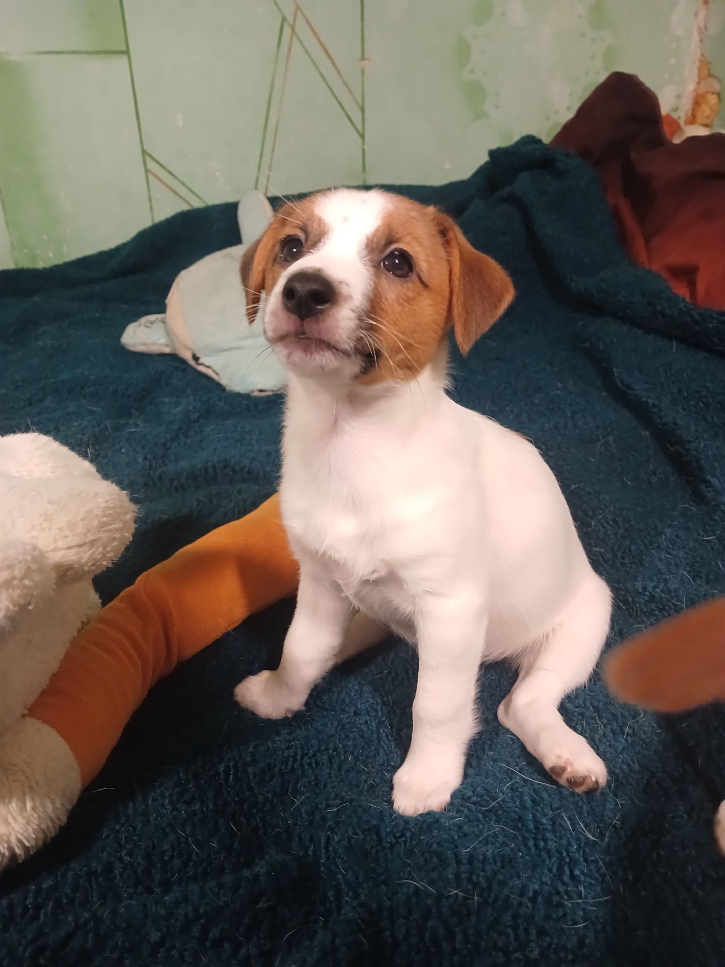 Щенки Джек-рассел