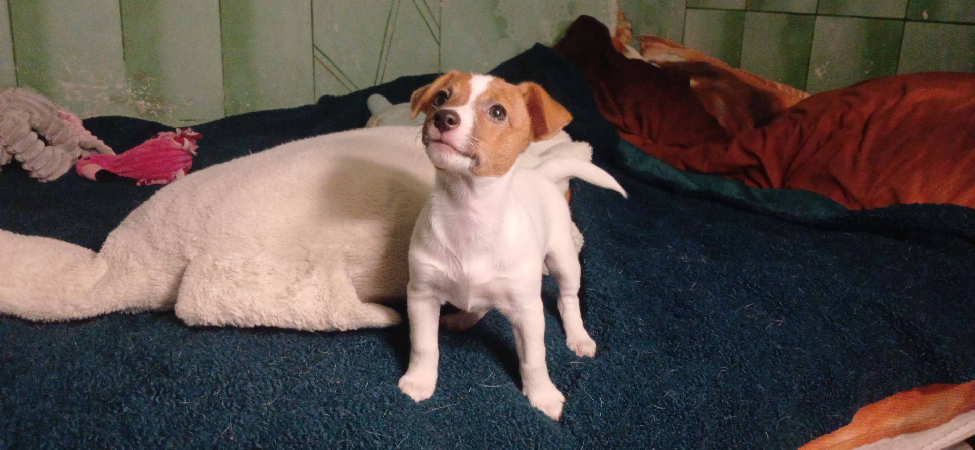 Щенки Джек-рассел