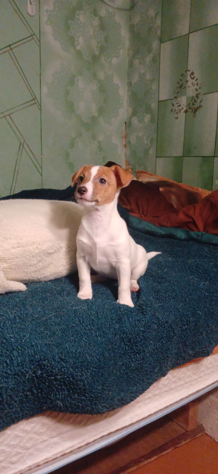 Щенки Джек-рассел