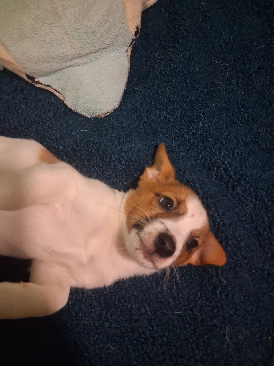 Щенки Джек-рассел