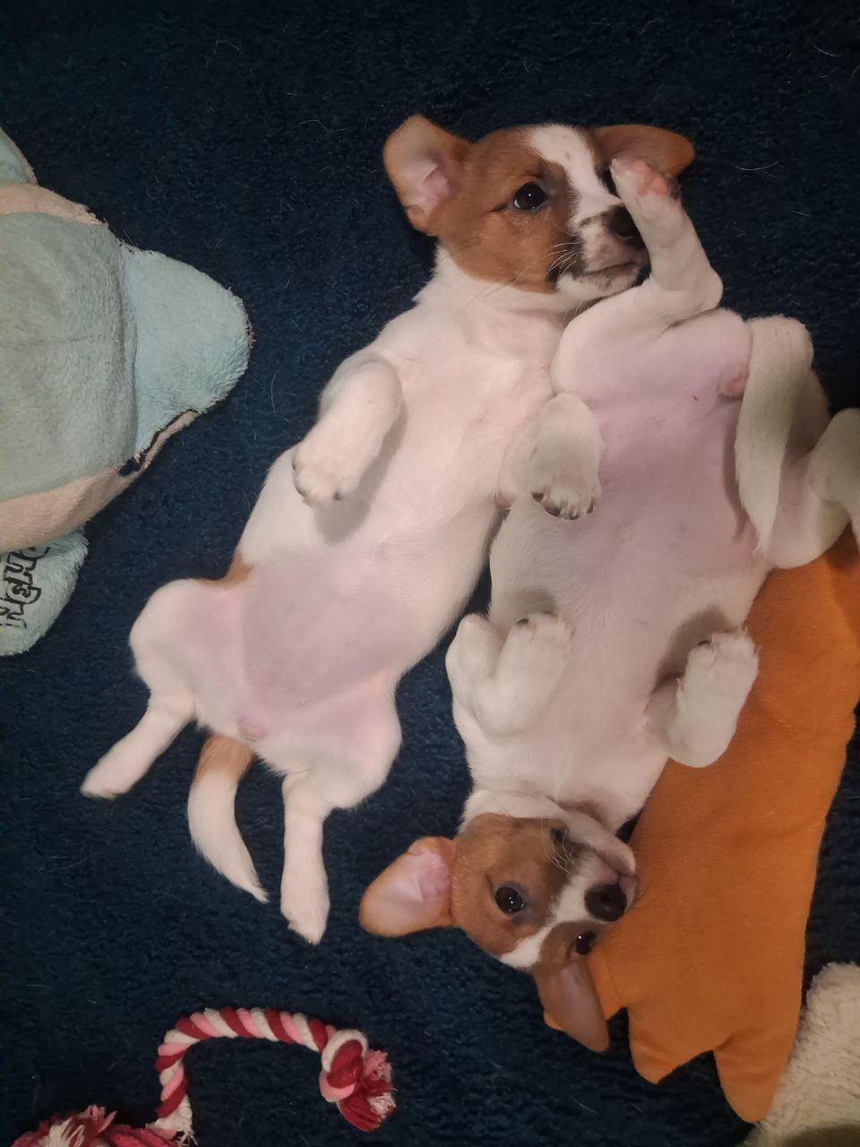 Щенки Джек-рассел