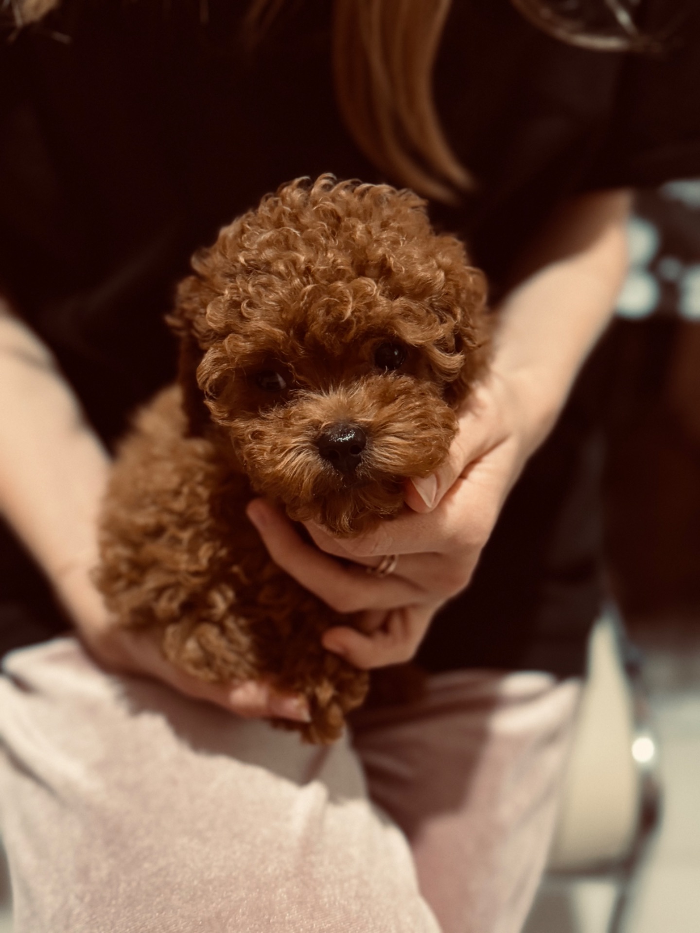 Щенки той пуделя red brown бебифейс