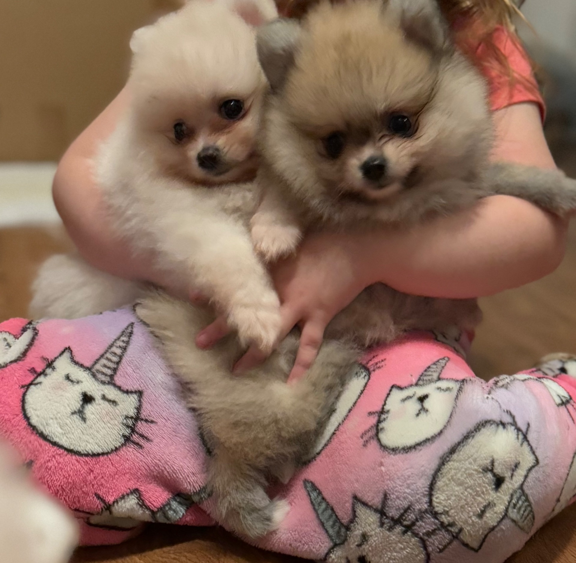 Померанские шпицы мини