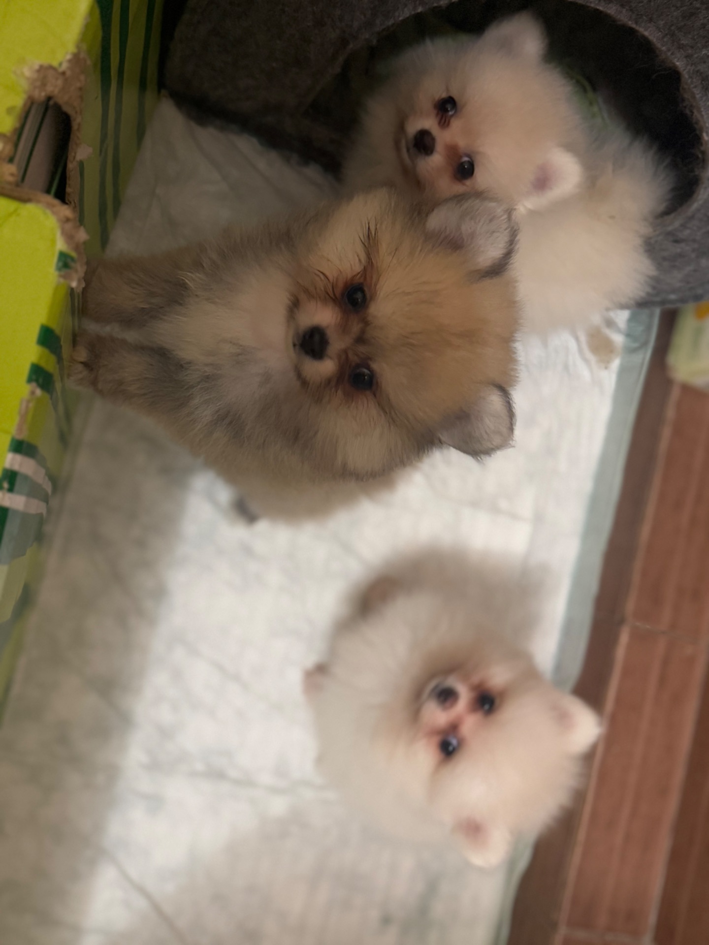 Померанские шпицы мини