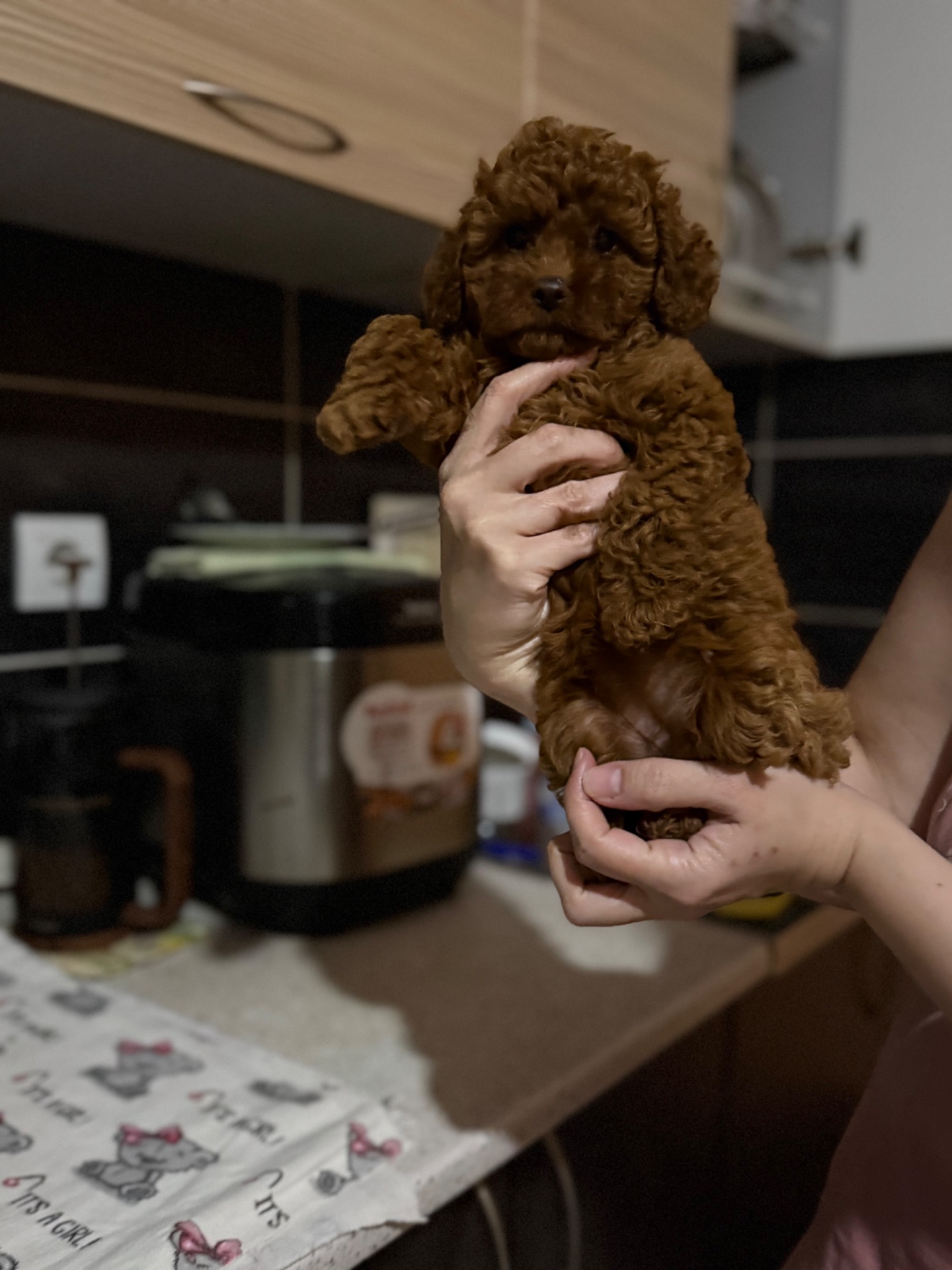 Очень красивые щенки ред браун