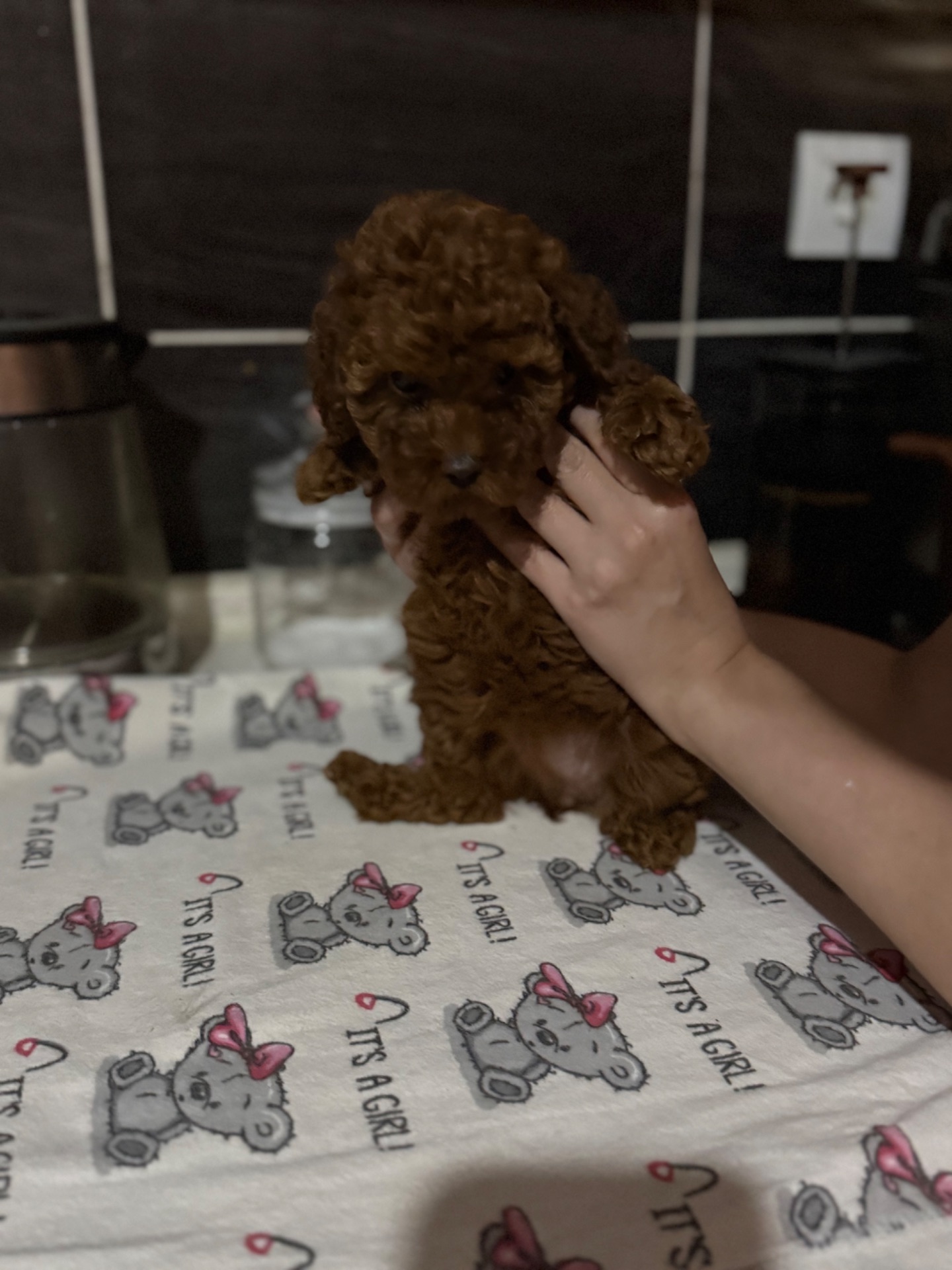 Очень красивые щенки ред браун