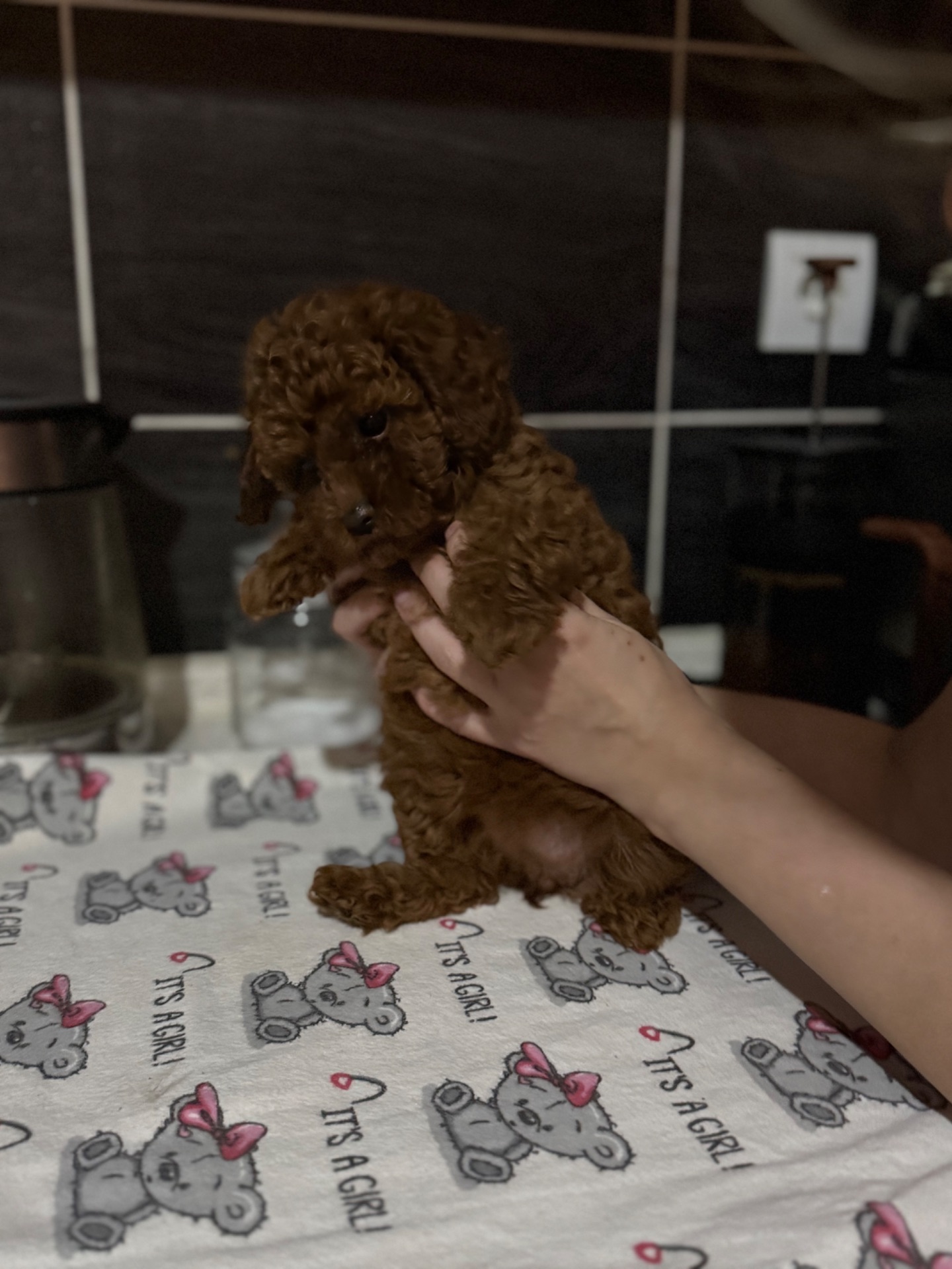 Очень красивые щенки ред браун