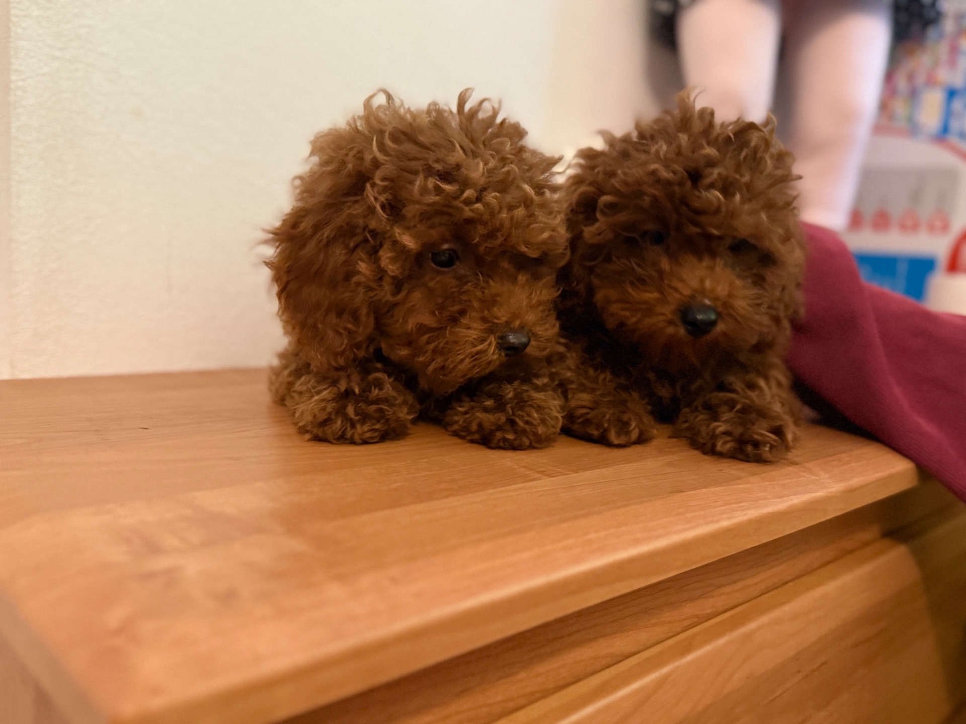 Шикарные той пуделя