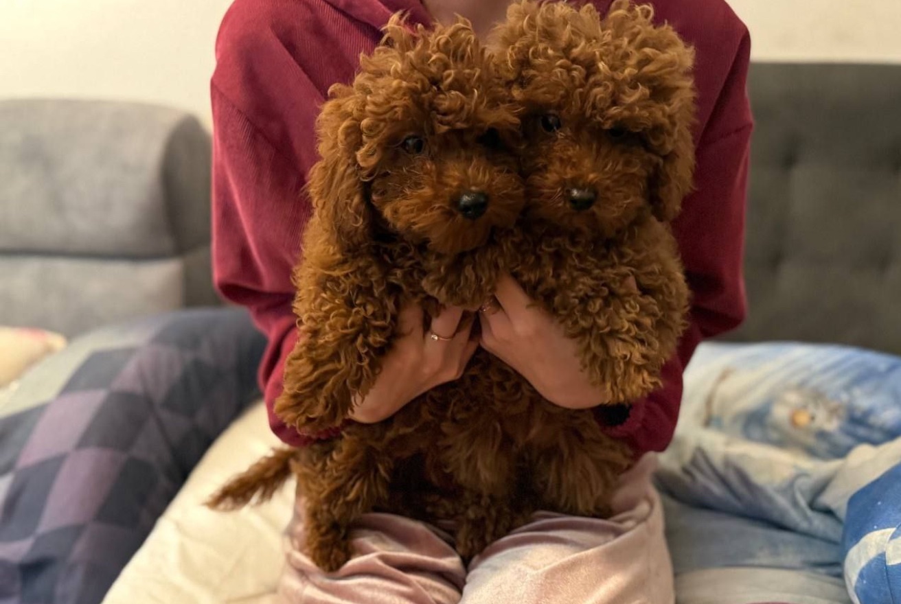 Шикарные той пуделя