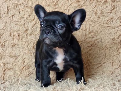 Французский бульдог девочка