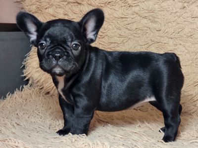 Французский бульдог девочка