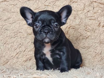 Французский бульдог девочка