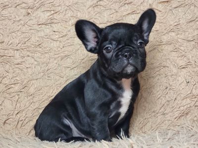Французский бульдог девочка