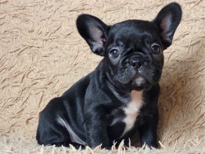 Французский бульдог девочка