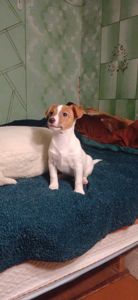 Щенки Джек-рассел