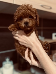 Щенки той пуделя red brown бебифейс