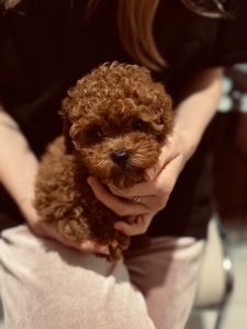 Щенки той пуделя red brown бебифейс