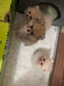 Померанские шпицы мини