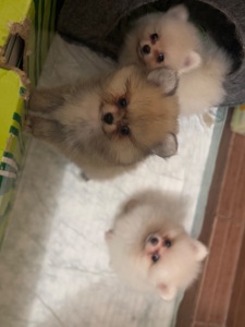 Померанские шпицы мини