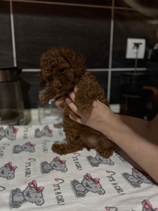 Очень красивые щенки ред браун