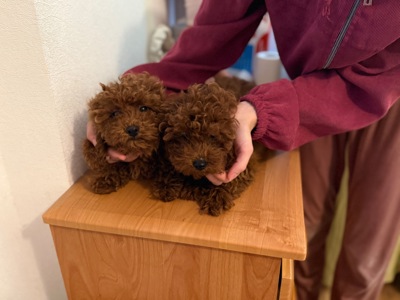 Шикарные той пуделя