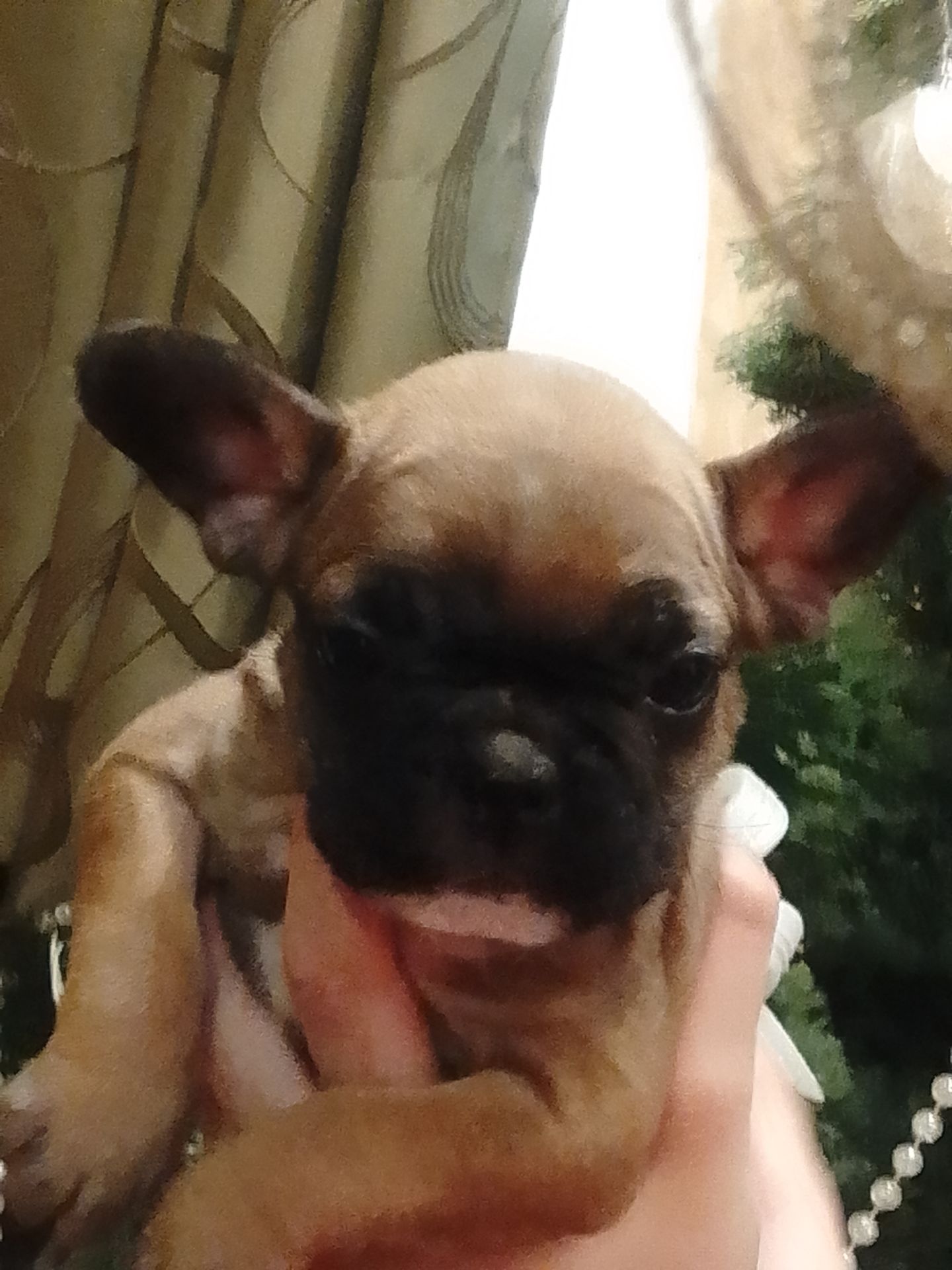 Цуценята французського бульдога