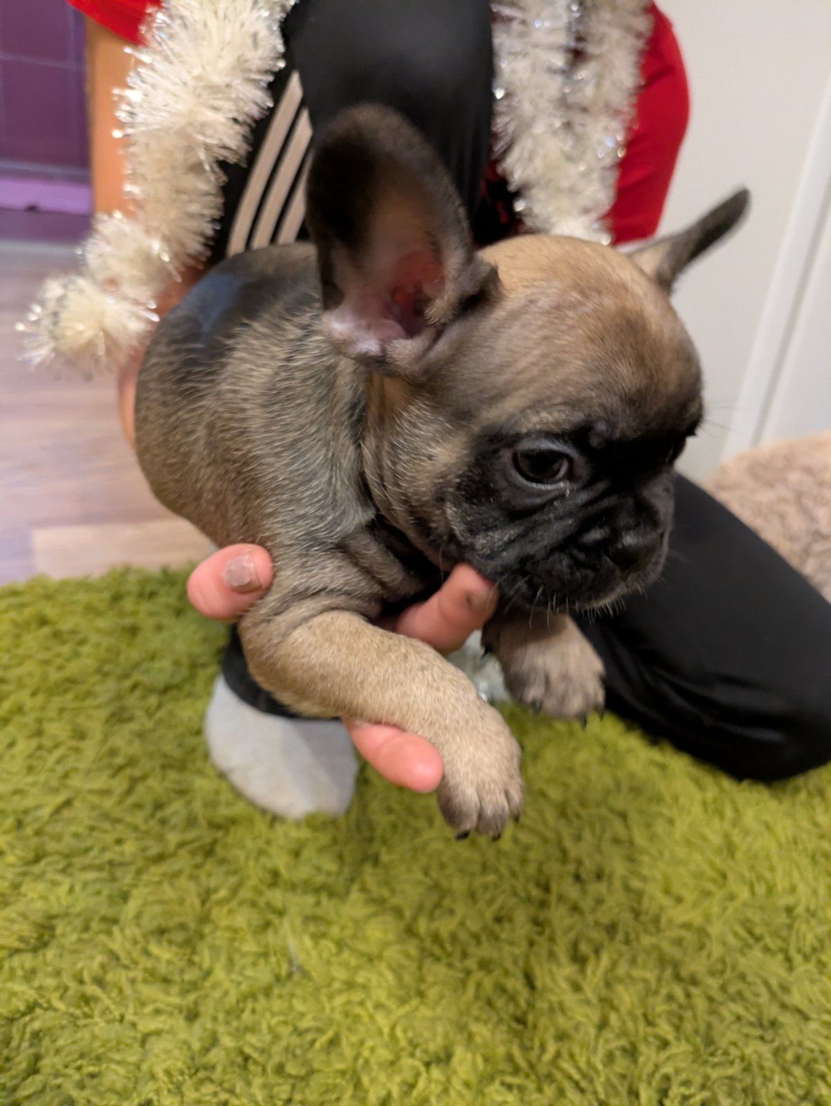 Цуценята французського бульдога