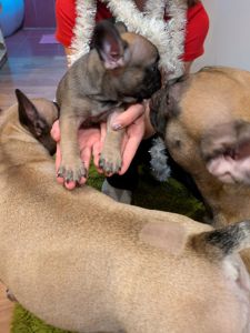 Цуценята французського бульдога