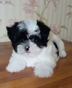 Хлопчик бивер йоркширська