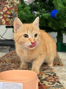 Рыжий котёнок, 2 месяца