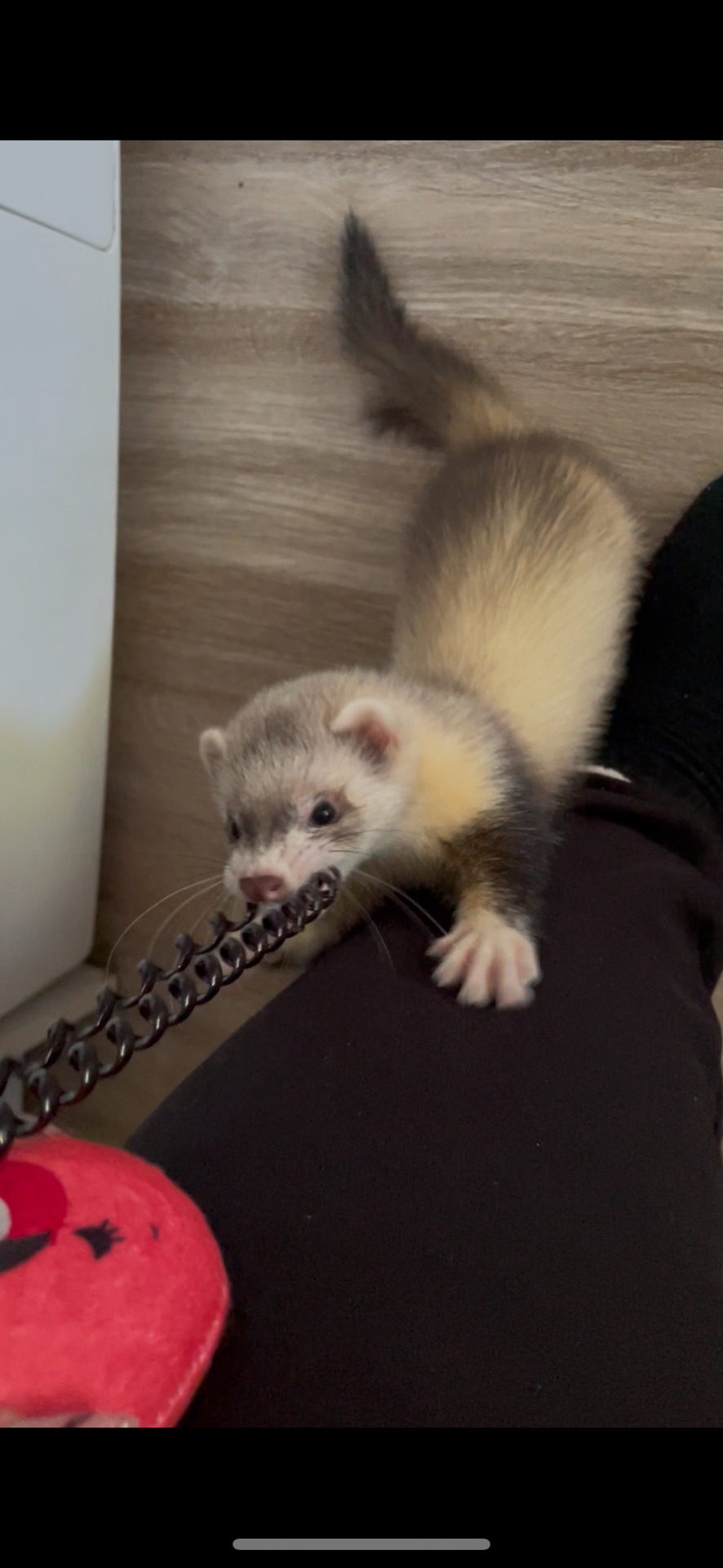 Тхір Тхорик Фретка Дівчинка СТЕРИЛІЗОВАНА