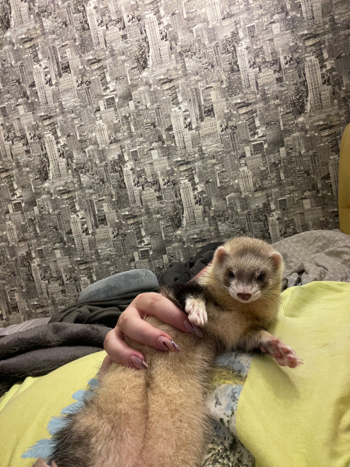 Тхір Тхорик Фретка Дівчинка СТЕРИЛІЗОВАНА