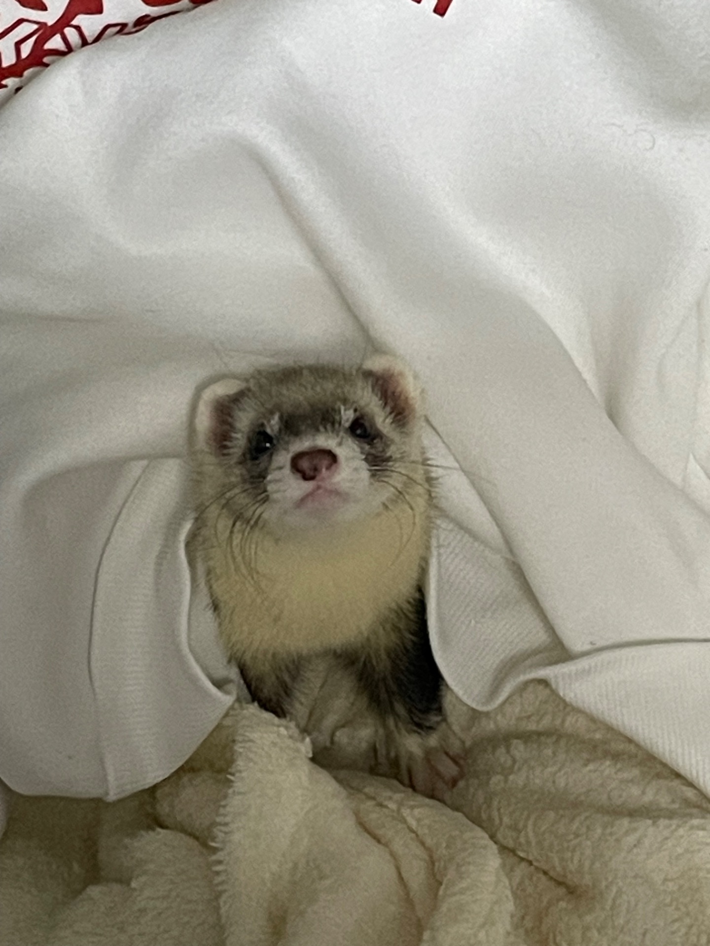 Тхір Тхорик Фретка Дівчинка СТЕРИЛІЗОВАНА