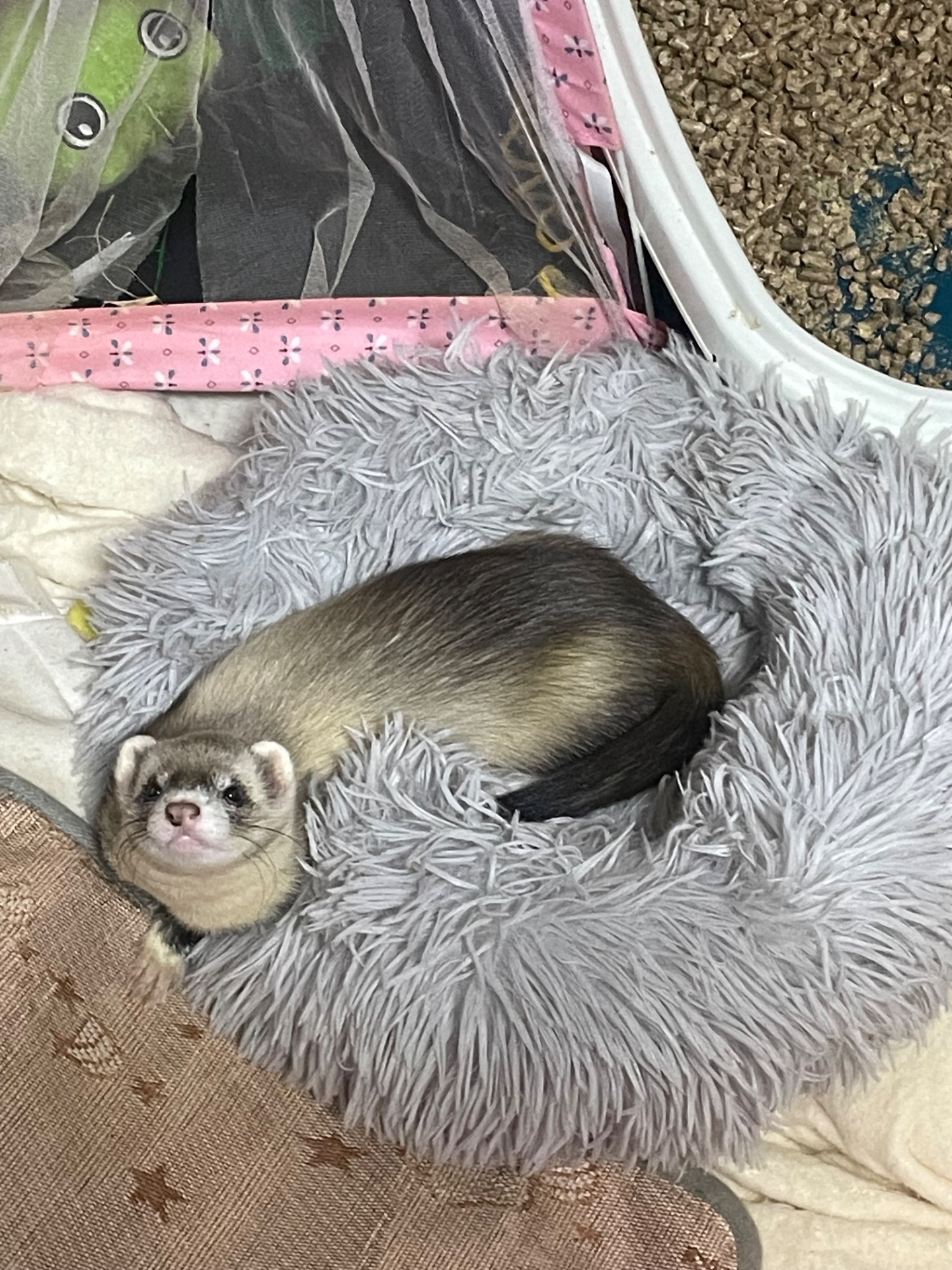 Тхір Тхорик Фретка Дівчинка СТЕРИЛІЗОВАНА