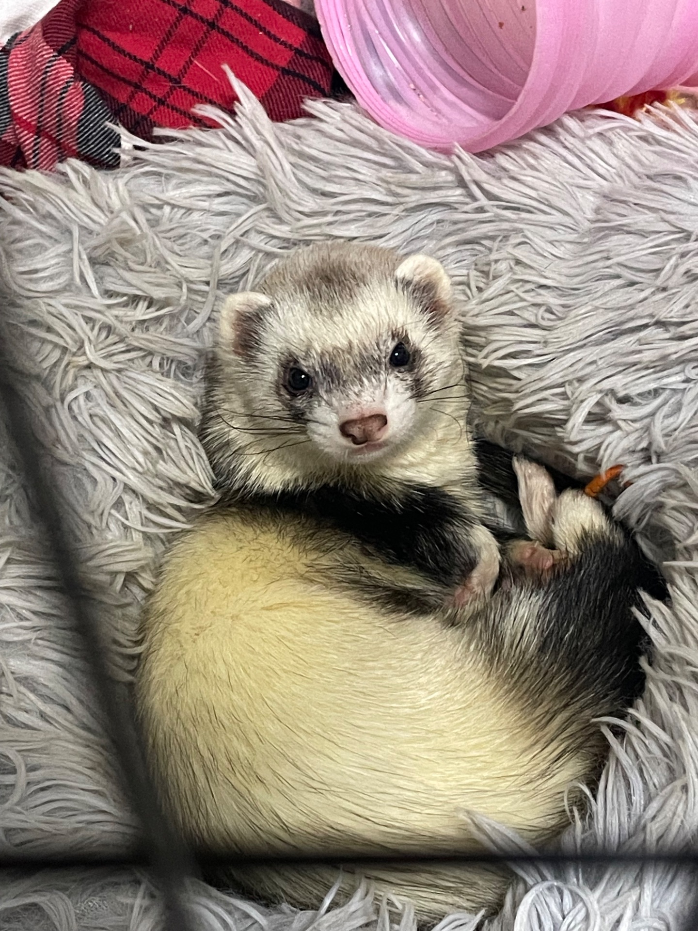 Тхір Тхорик Фретка Дівчинка СТЕРИЛІЗОВАНА