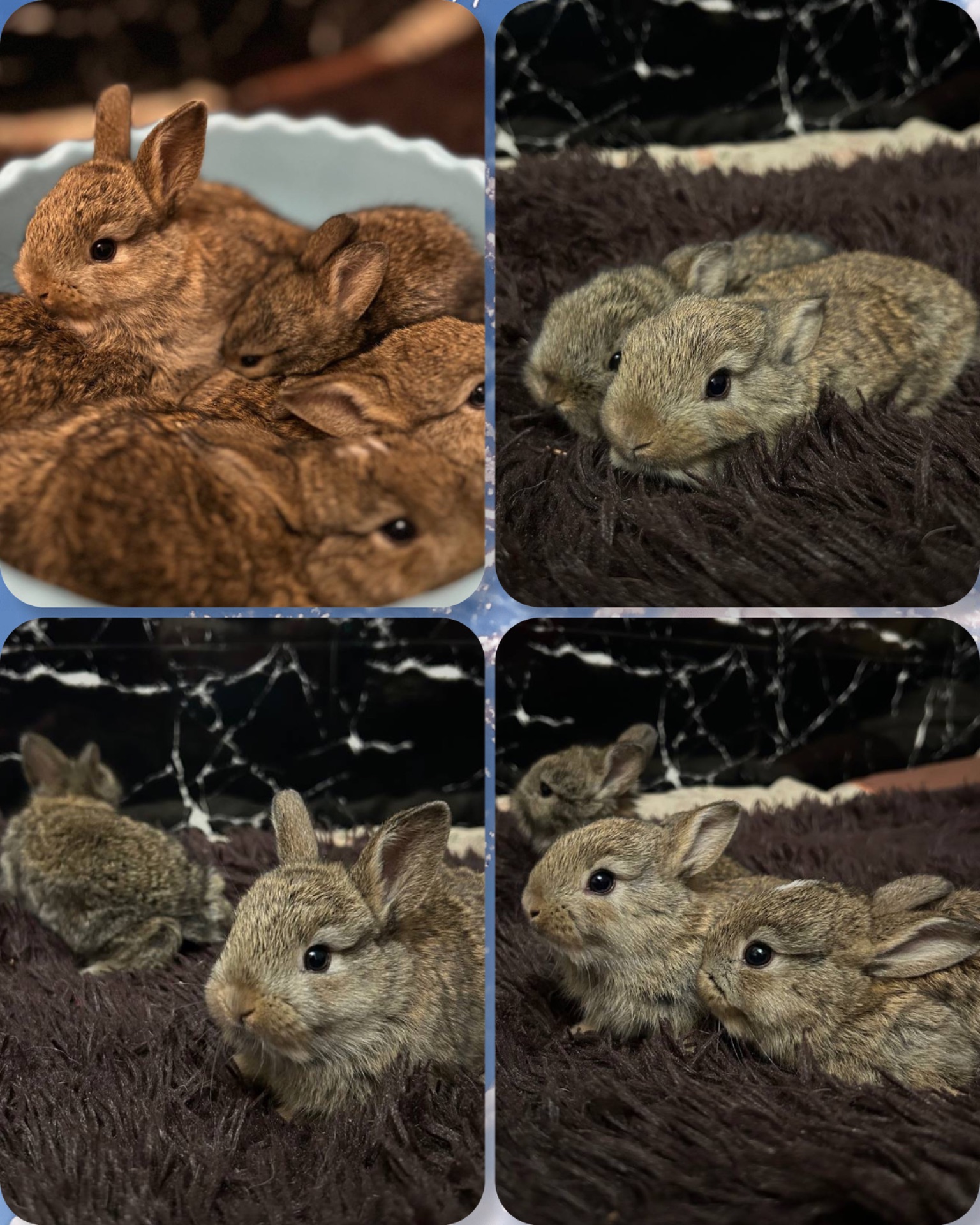 Кролики, питомник, мальчики и девочки!