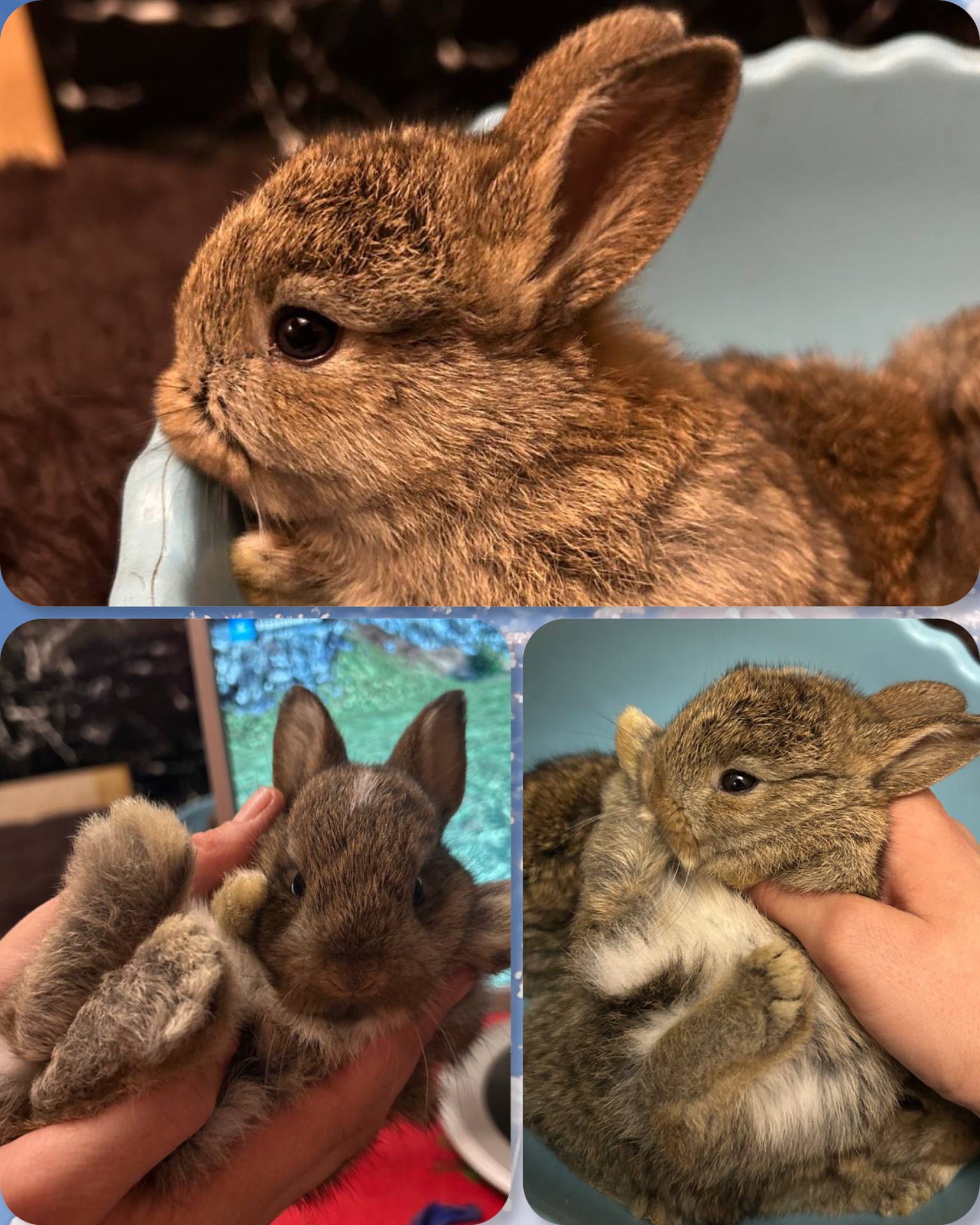 Кролики, питомник, мальчики и девочки!