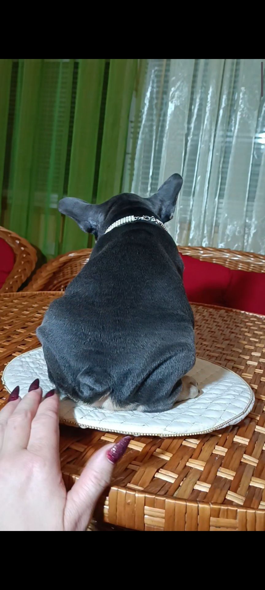 Цуценя французького бульдога