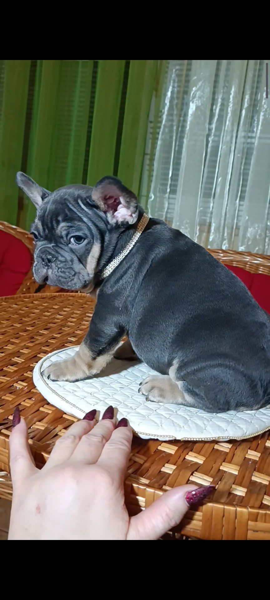 Цуценя французького бульдога