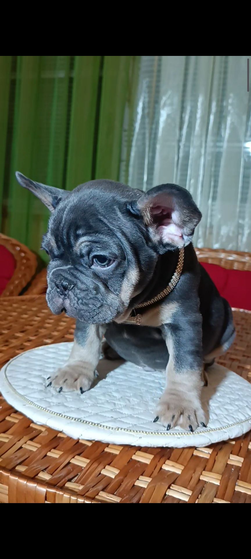 Цуценя французького бульдога